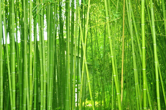 ֲ�����Ҫ����������